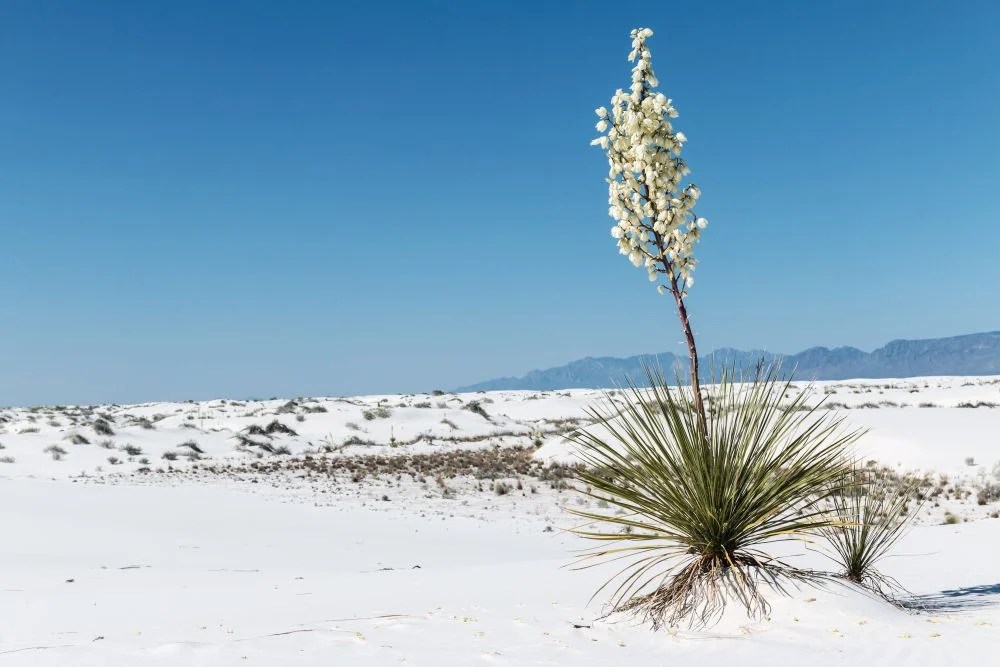 Best Time to Visit New Mexico Santa Fe Taos National Parks