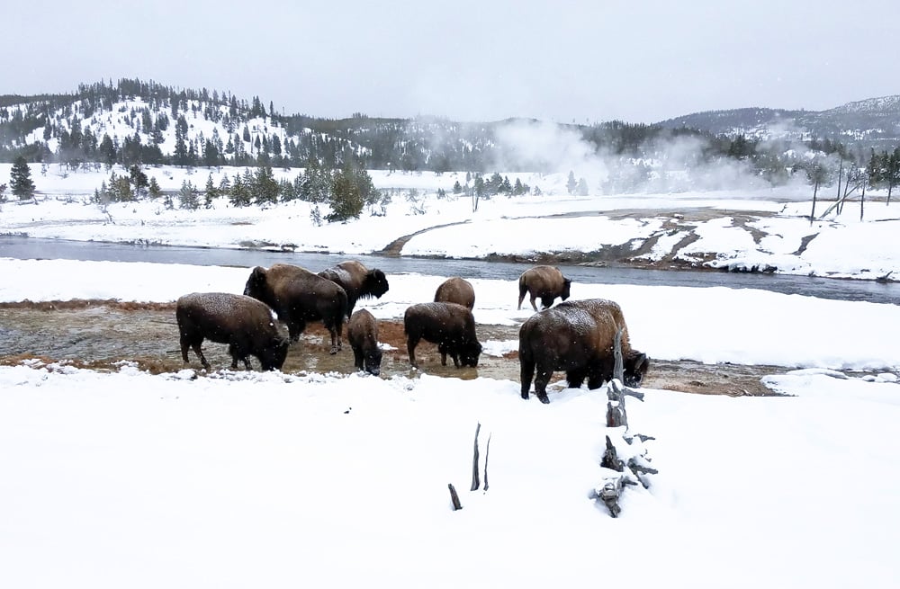 Yellowstone National Park Best Time to Visit With Expert Tips