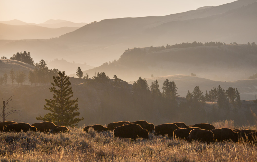 Yellowstone National Park Best Time to Visit With Expert Tips