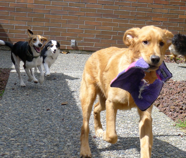 buddy4 AOCB » Academy of Canine Behavior