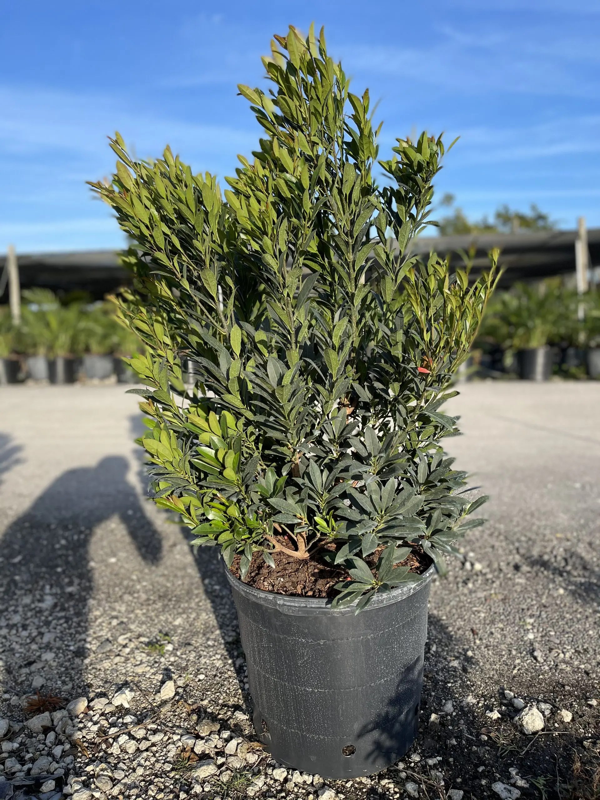 Japanese Blueberry AOL Foliage