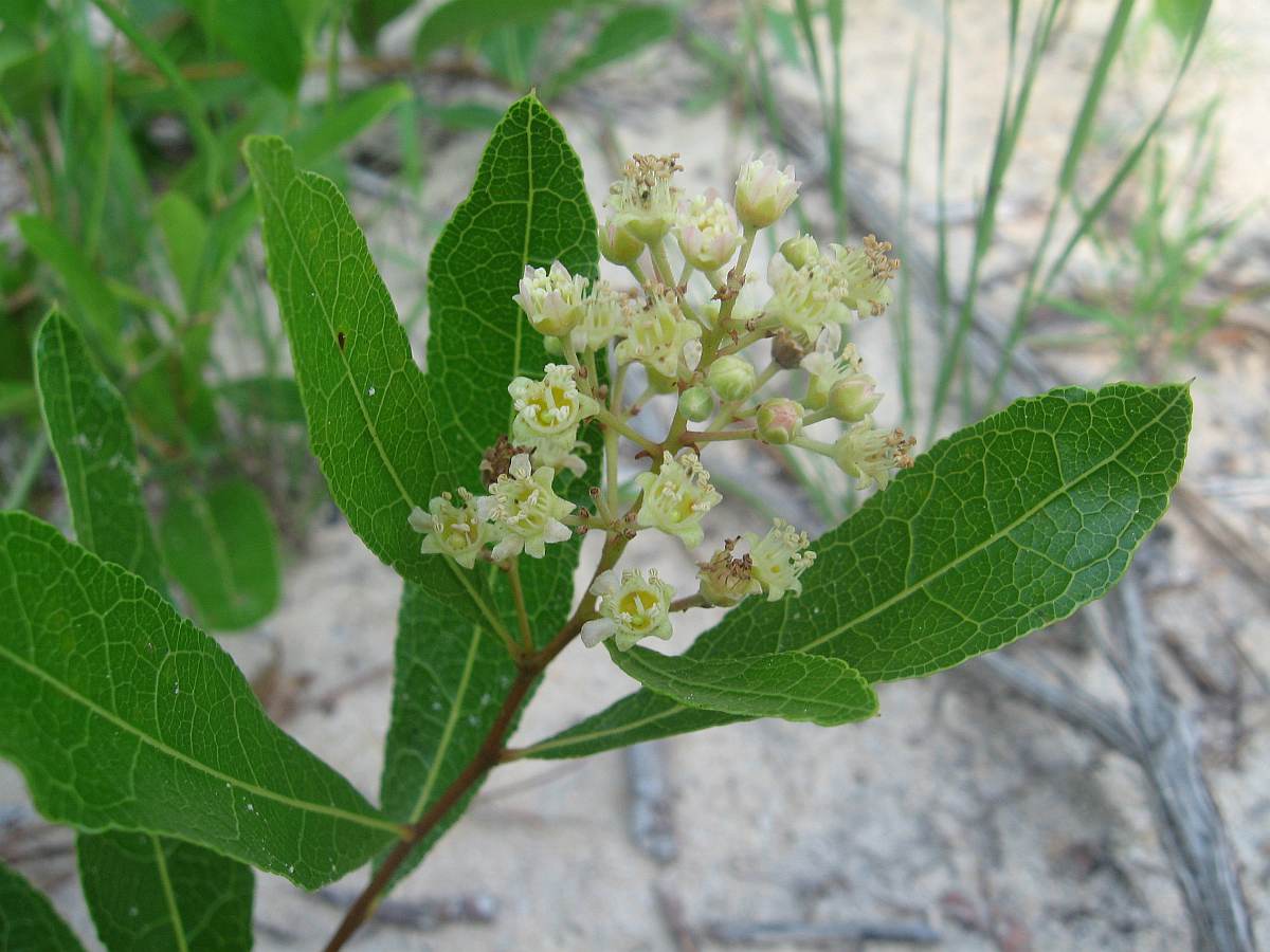 Apalacheehills