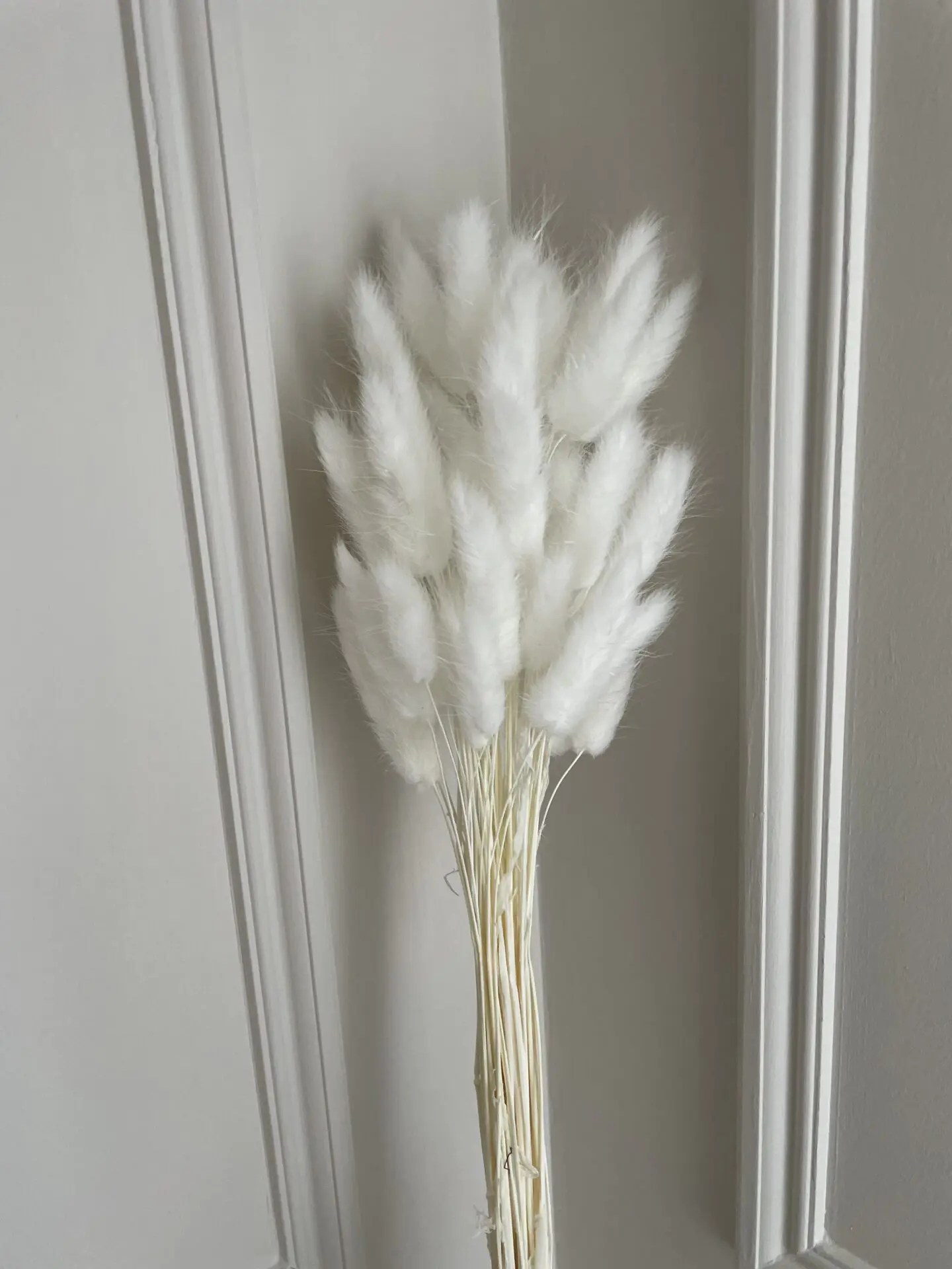 White Bunny Tails A Pampas Life