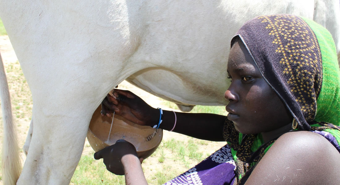 Journée mondiale du lait: l’APESS et d’autres acteurs plaident pour le lait local ouestafricain.
