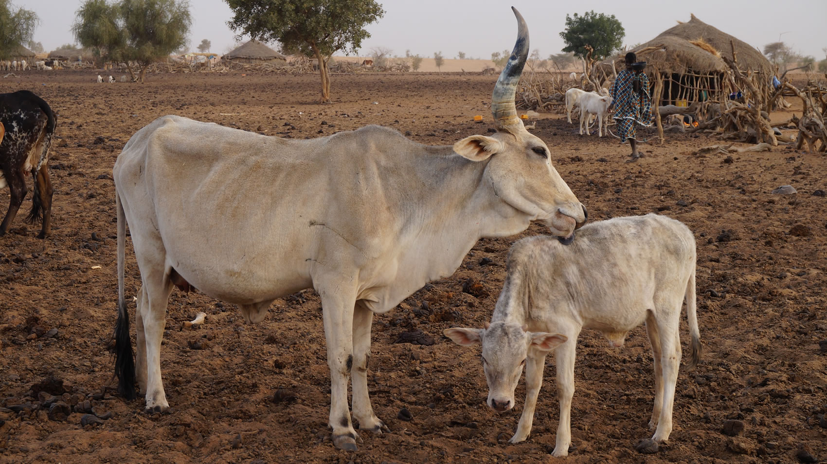 Le CILSS prépare une grande et stratégique rencontre sur le pastoralisme : « FORUM NOUAKCHOTT +10 »