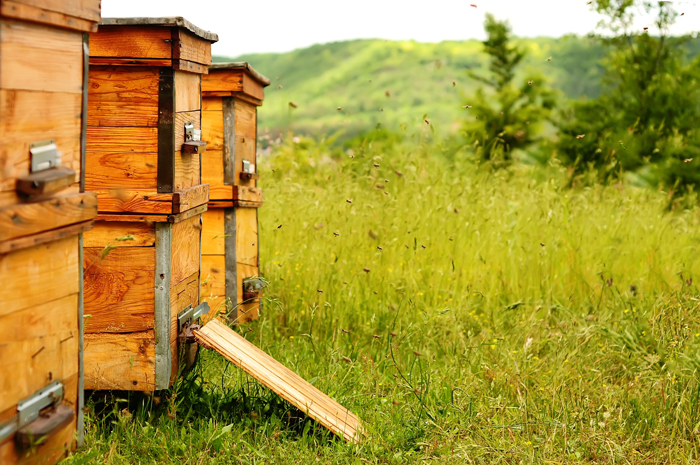 Bien Traiter Vos Colonies Et Proteger Le Bois Des Ruches