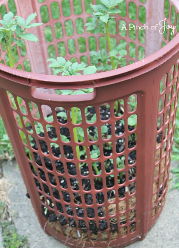 Grow Potatoes in a Container A Pinch of Joy