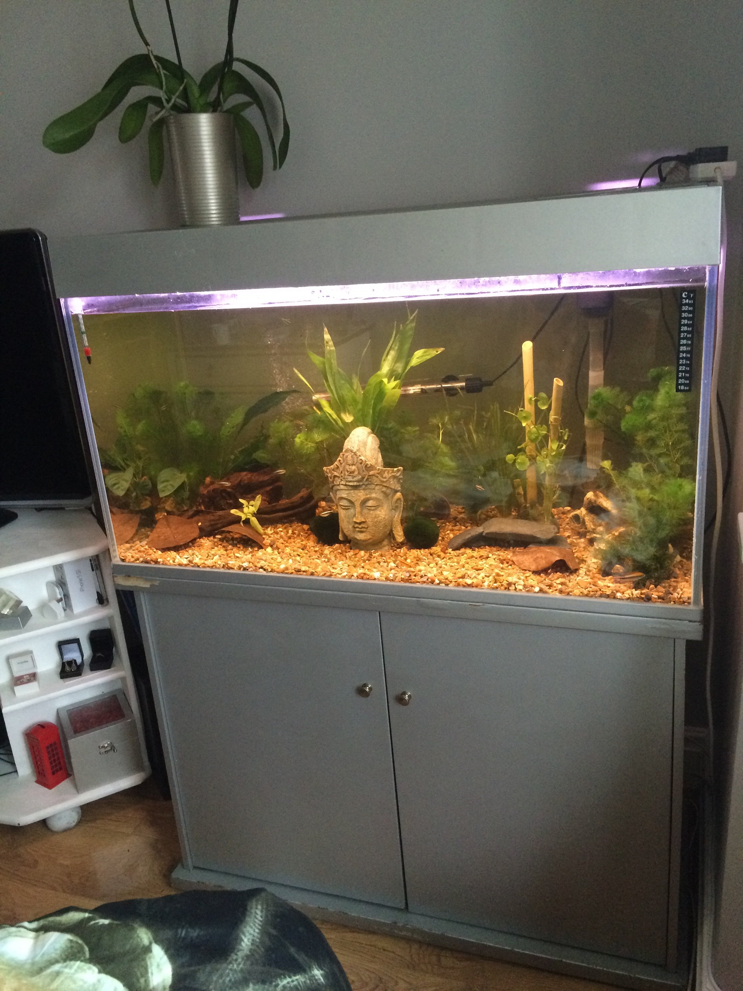 Apistogramma Agassizii tank mates?