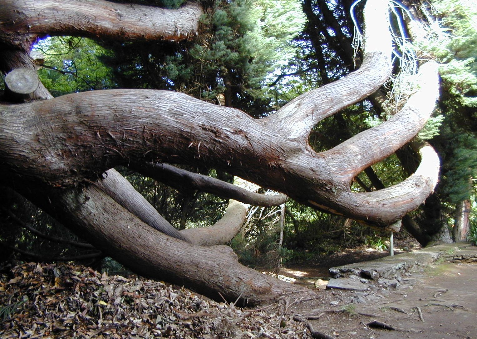 tree free wallpaper Cedar Tree