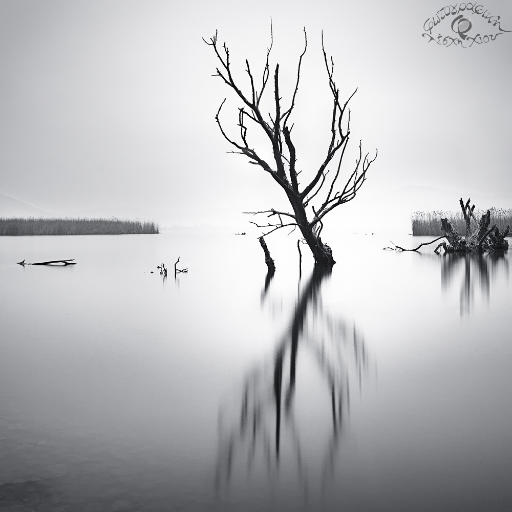 Ioannina Tree