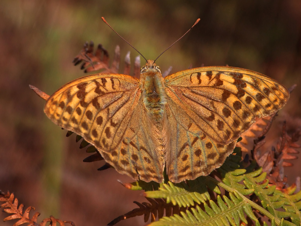 Argiynnis pandora