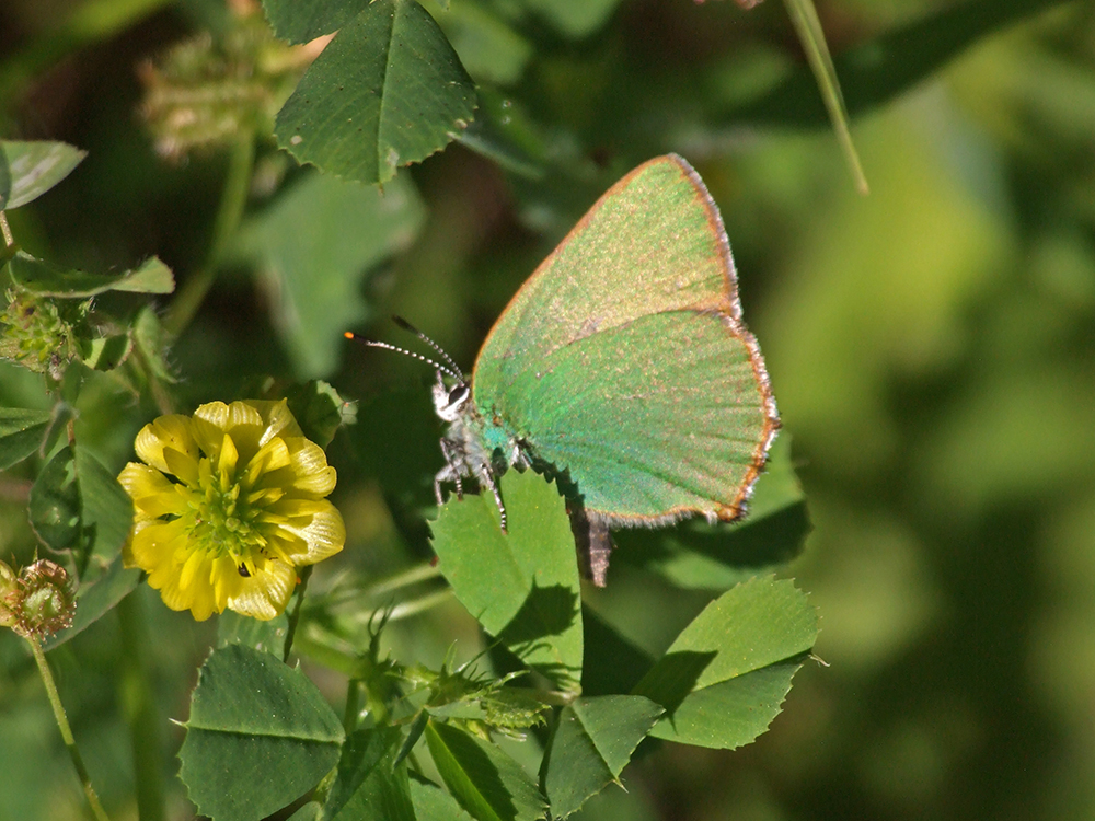 Callophrys rubi