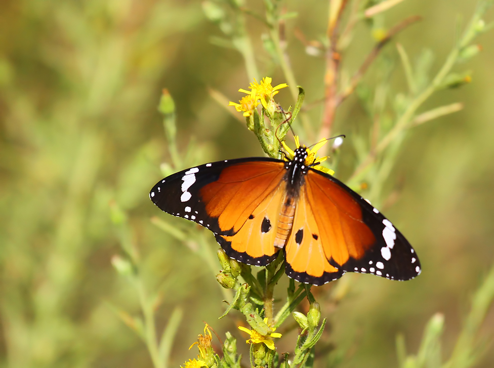 Danaus chrysippus