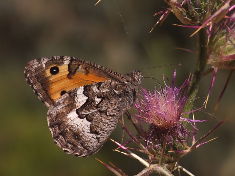 Hipparchia senthes