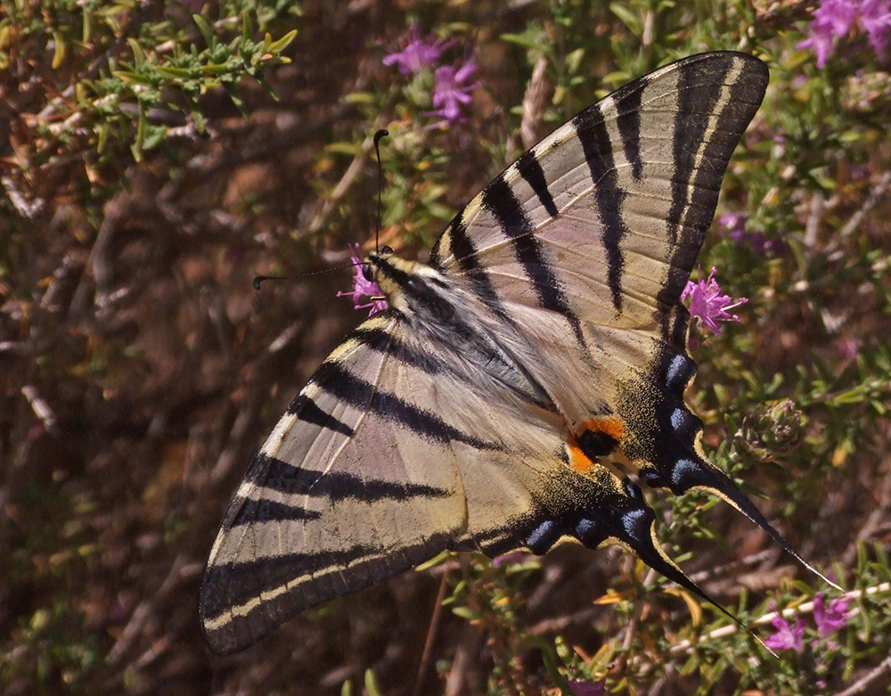 Iphiclides podalirious
