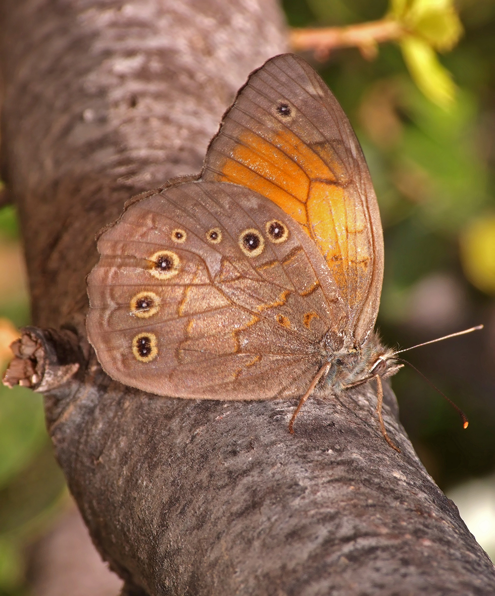 Kirinia roxelana