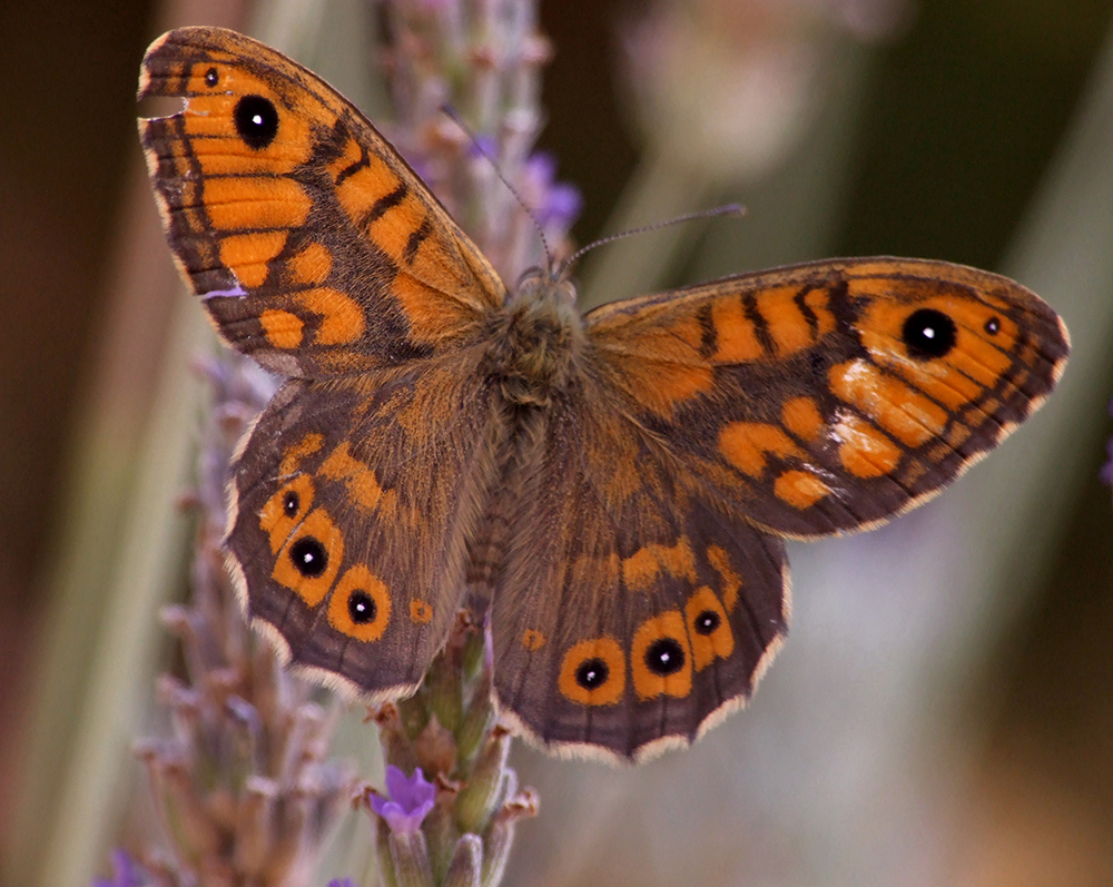 Lasiommata megera