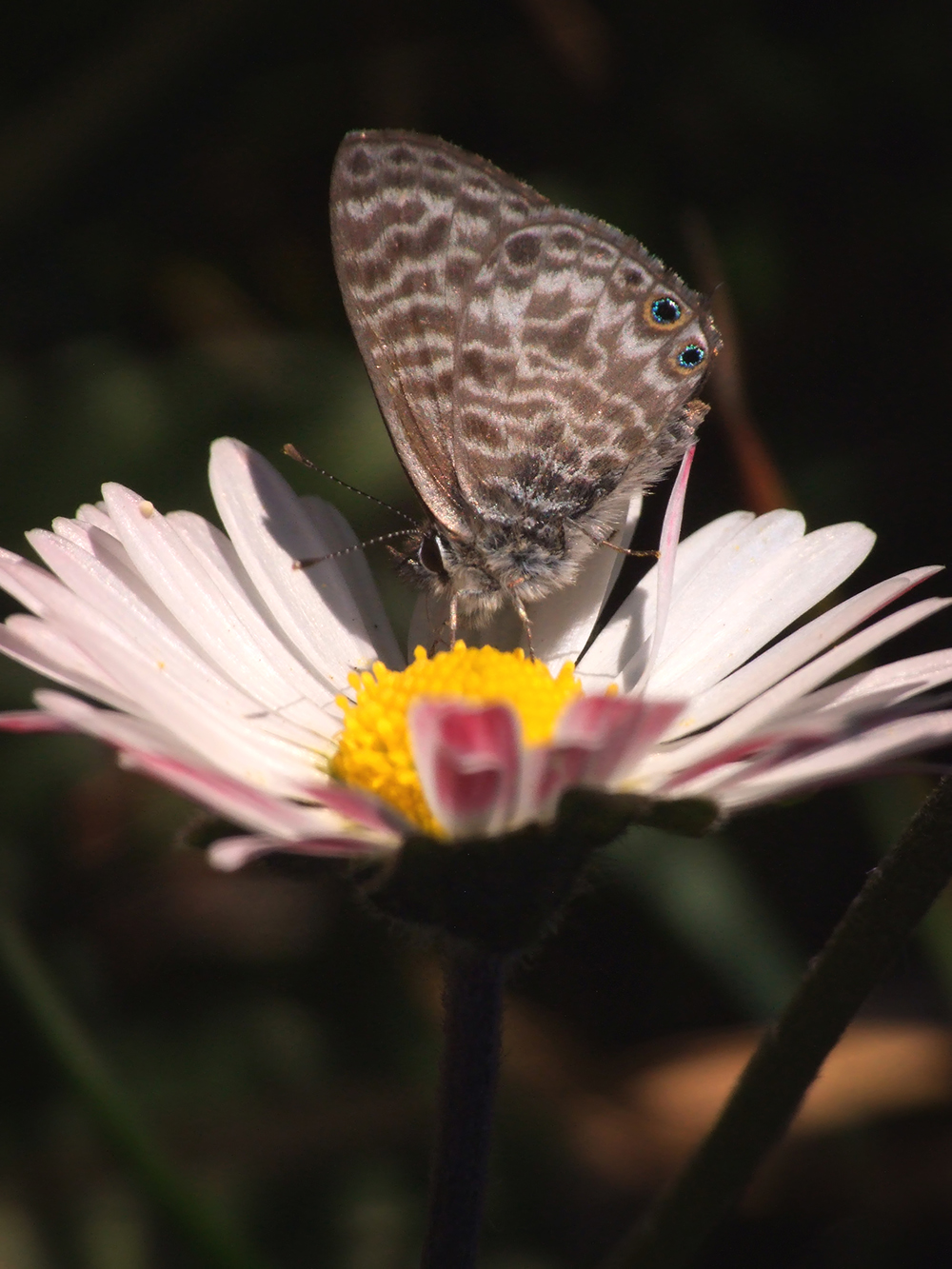 Leptotes pirithous