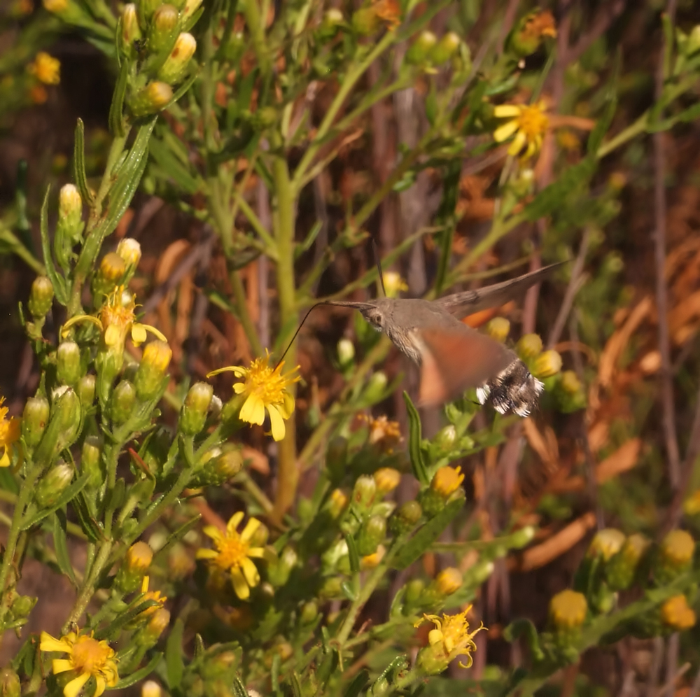 Macroglossum stellatarum