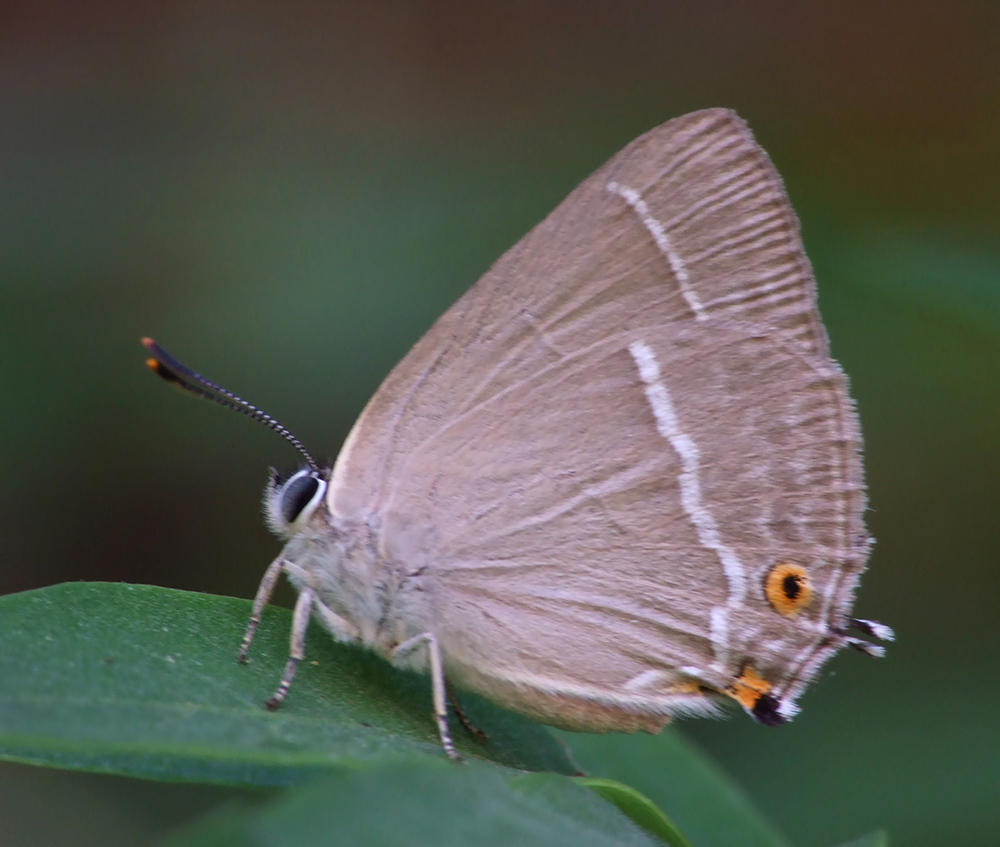 Neozephyrus querqus