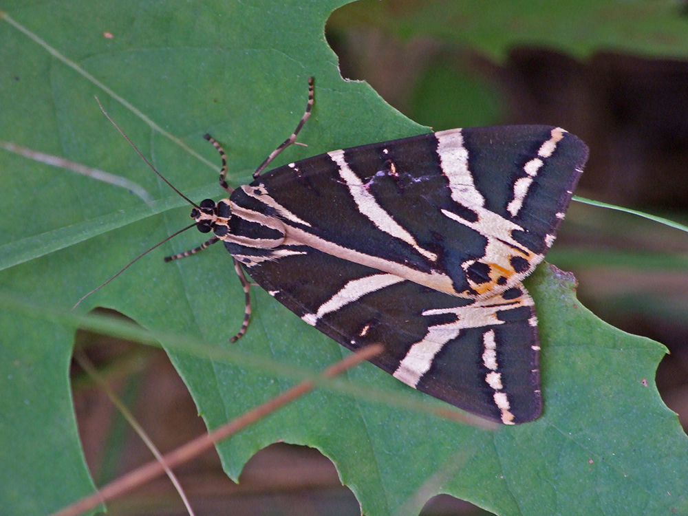 Panaxia quantripunctaria