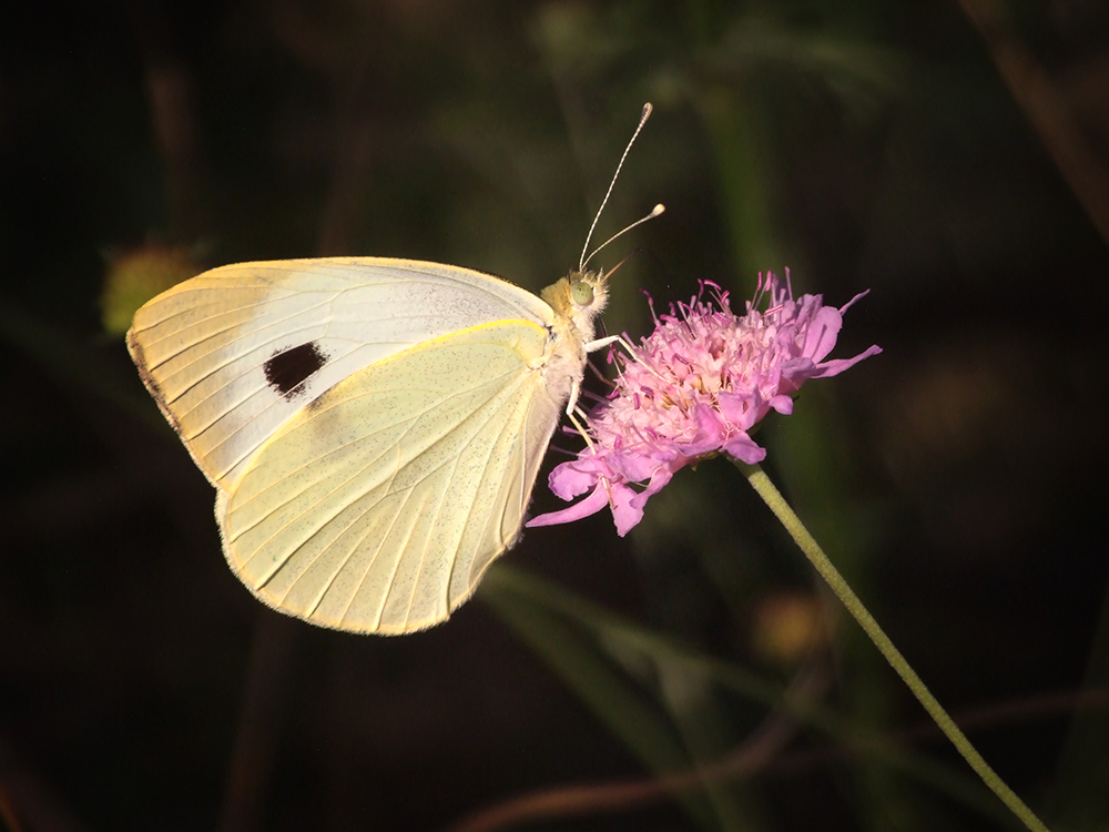 Pieris brassicae