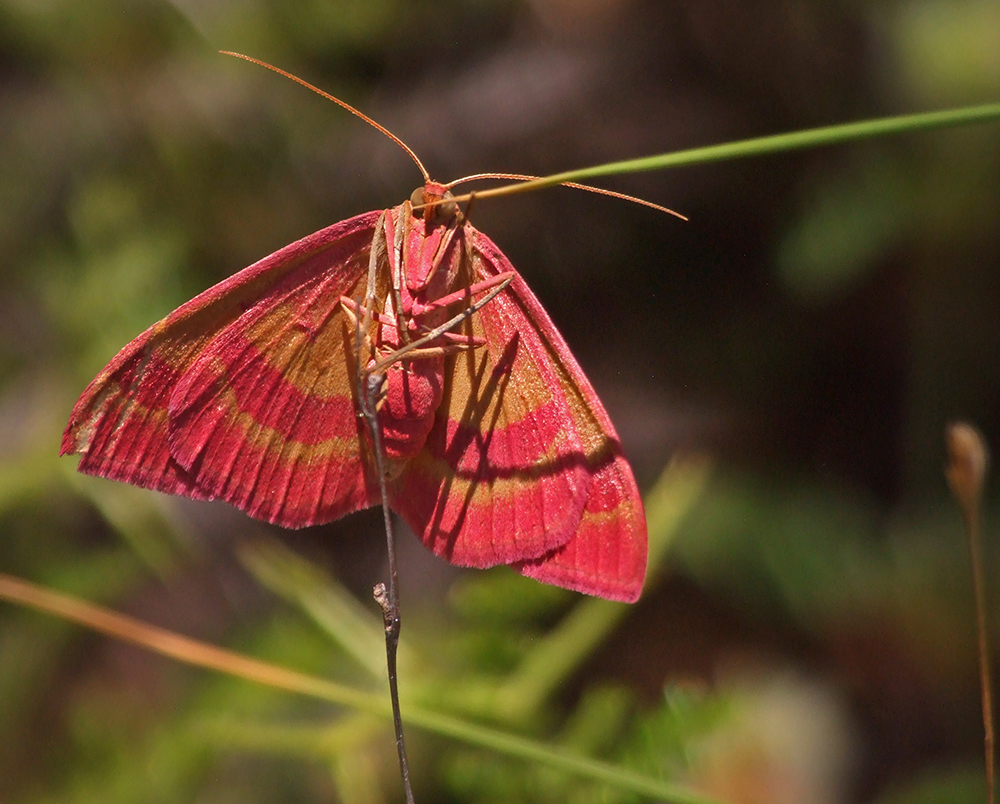 Rhodostrophia calabra