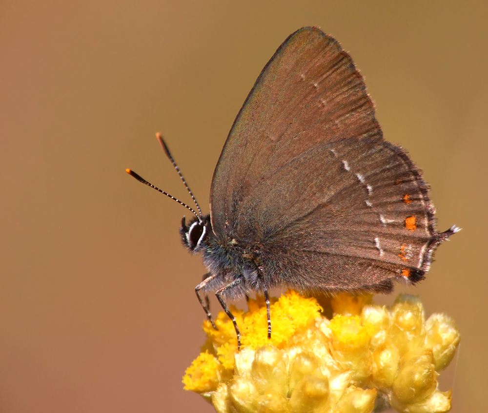 Satyrium ilicis