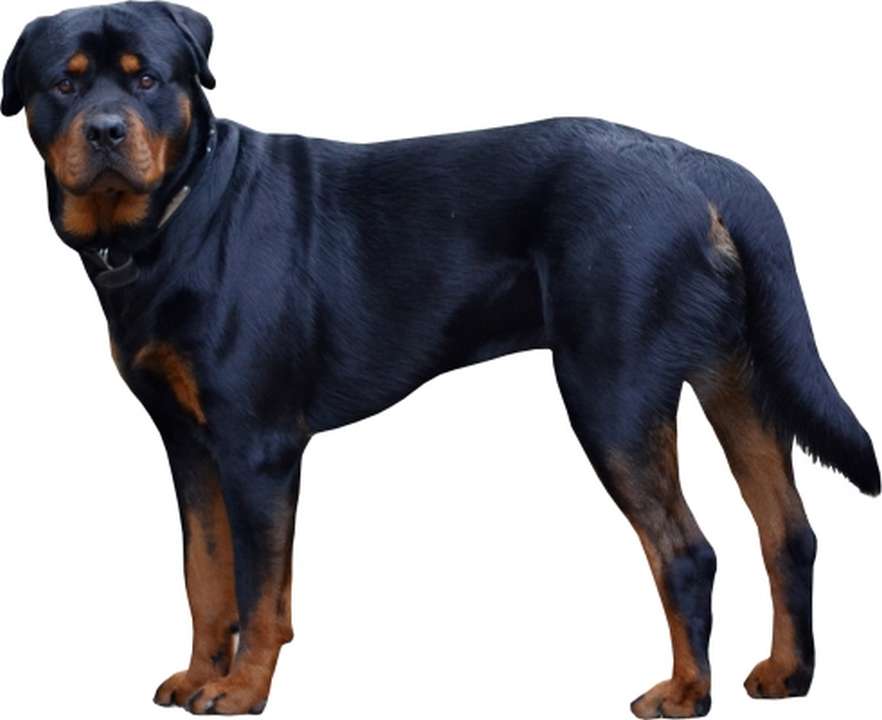 Rottweilerd.jpg