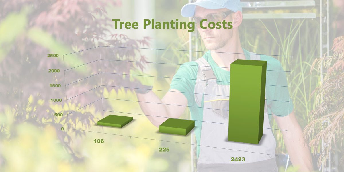 Tree Planting Cost A&P Nursery