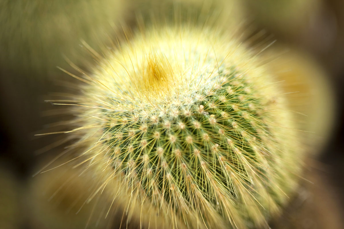 Gardening Tips for November 2024 In Arizona