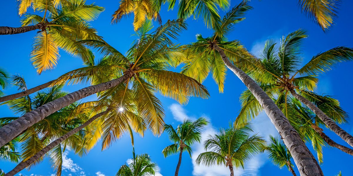 How To Bring A Dead Palm Tree Back To Life A&P Nursery