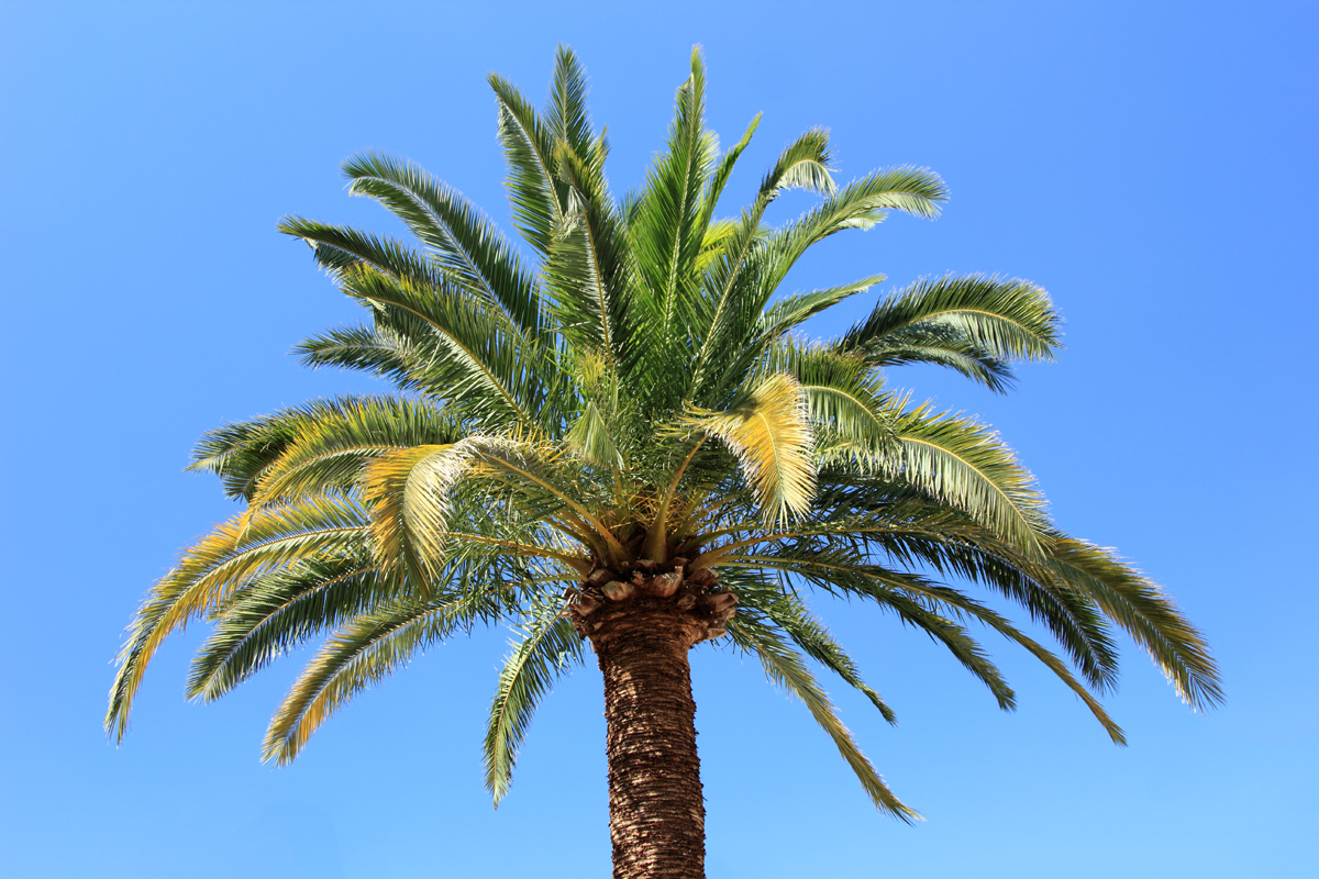 How Much Does A Palm Tree Cost? A&P Nursery