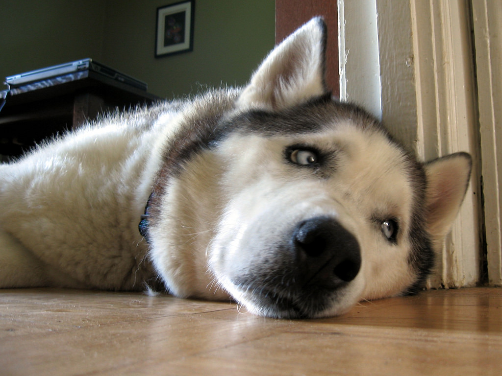 Essential Pomsky Grooming Equipment A Pomsky