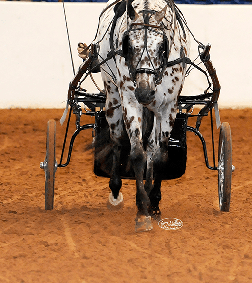 Registration Appaloosa Horse Club