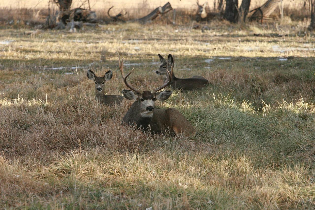 Where do Mule Deer Bed Down? AP PGECET