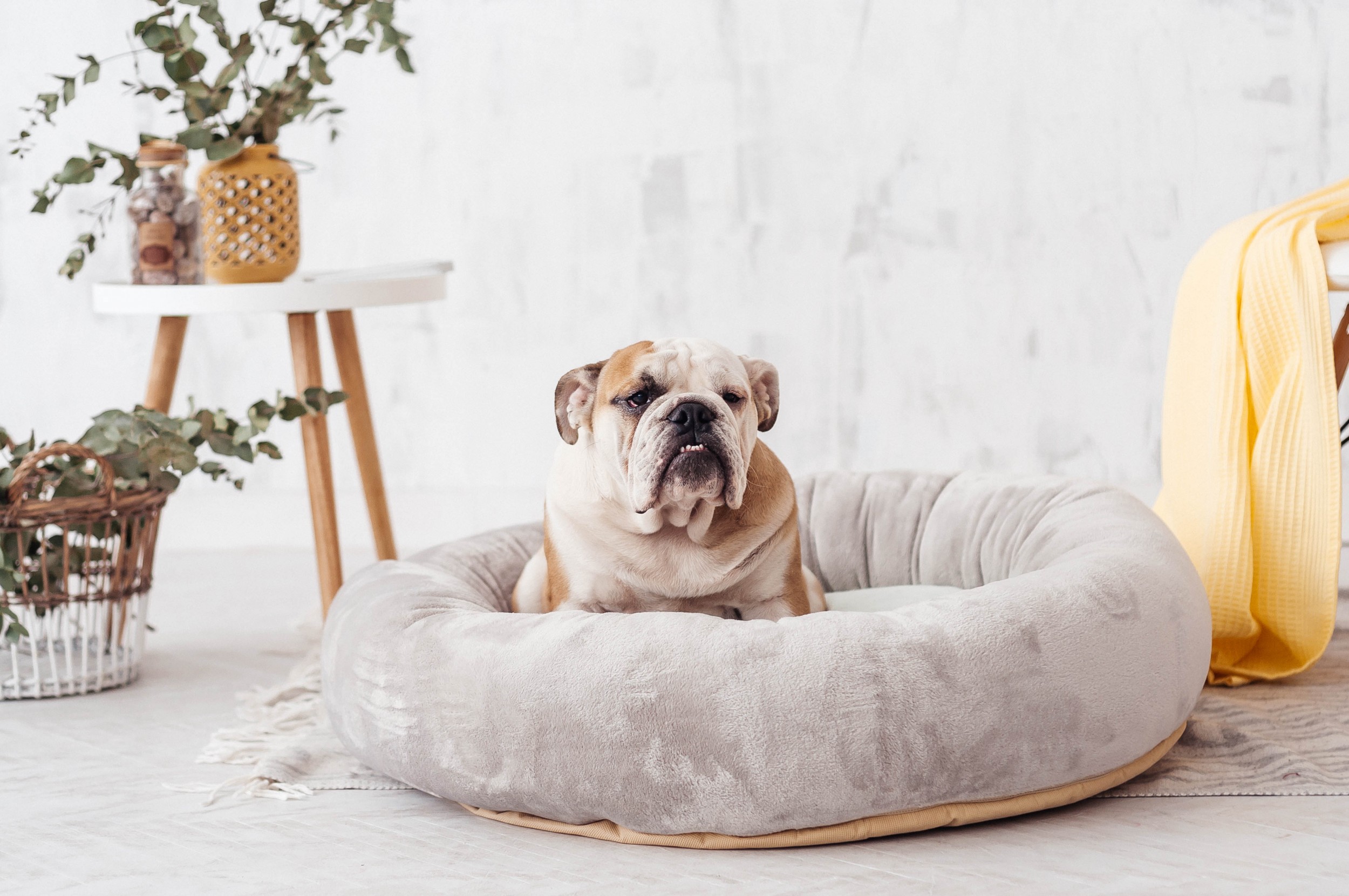 Seven of the most familyfriendly dog breeds Applegate Properties