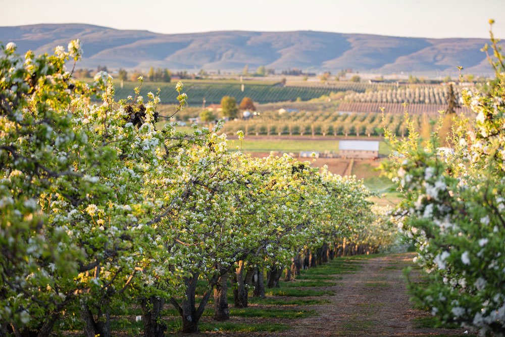 About Apple King Yakima, WA Conventional and Organic Fruit Packer