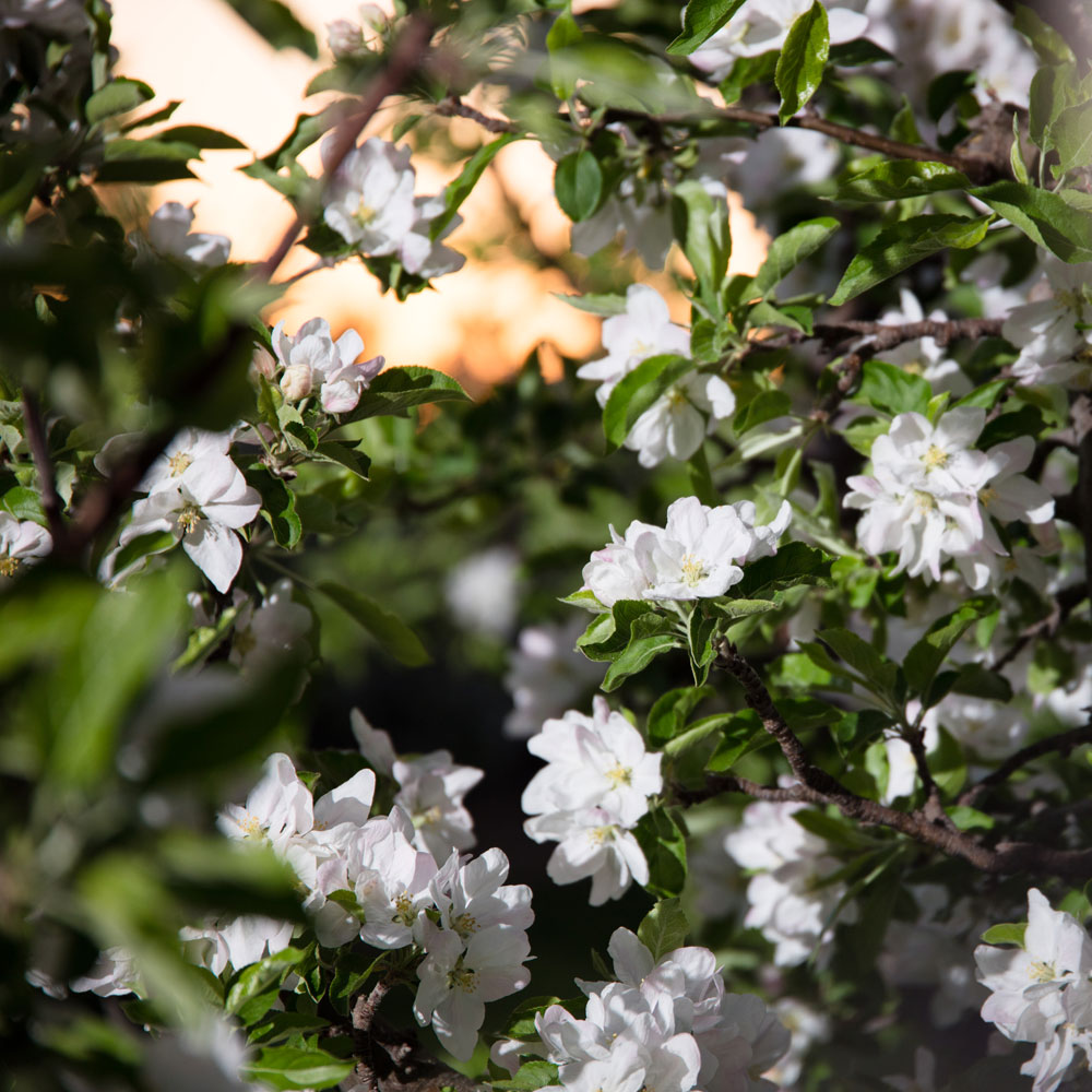 About Apple King Yakima, WA Conventional and Organic Fruit Packer