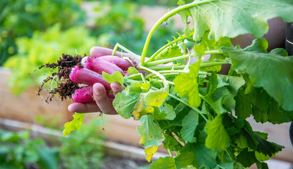 Seniors First and Appleton Start Community Garden for Meals on Wheels