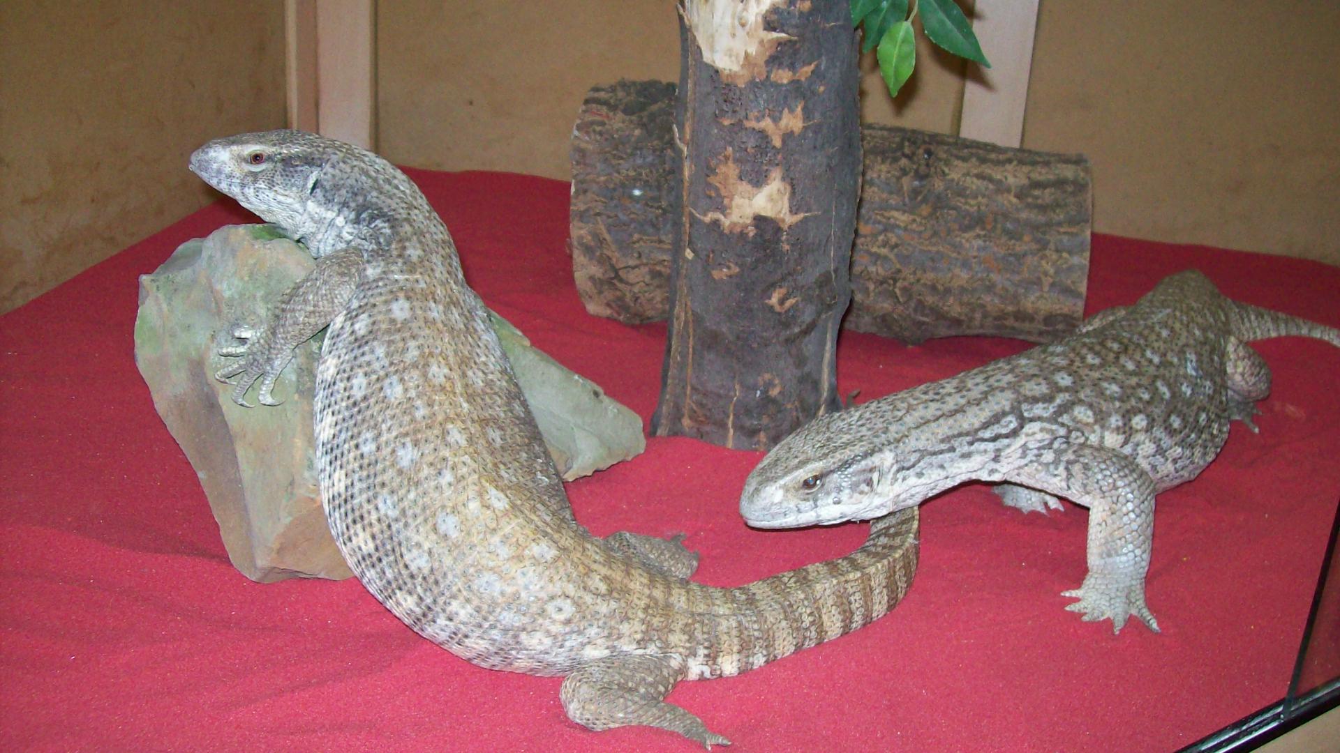 Bosc Monitors For Sale | Appleton Exotics, Exotic Pets North West