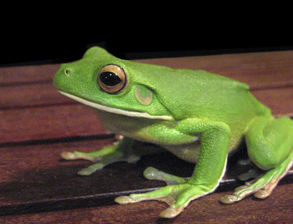 Poison Dart Frogs For Sale in Wigan, Greater Manchester.