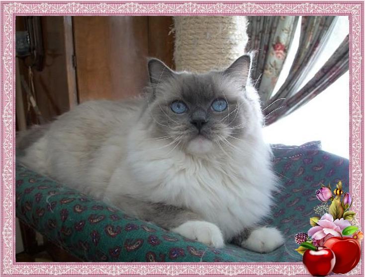 Connecticut Ragdoll Breeder Kittens in Appleton Ragdolls