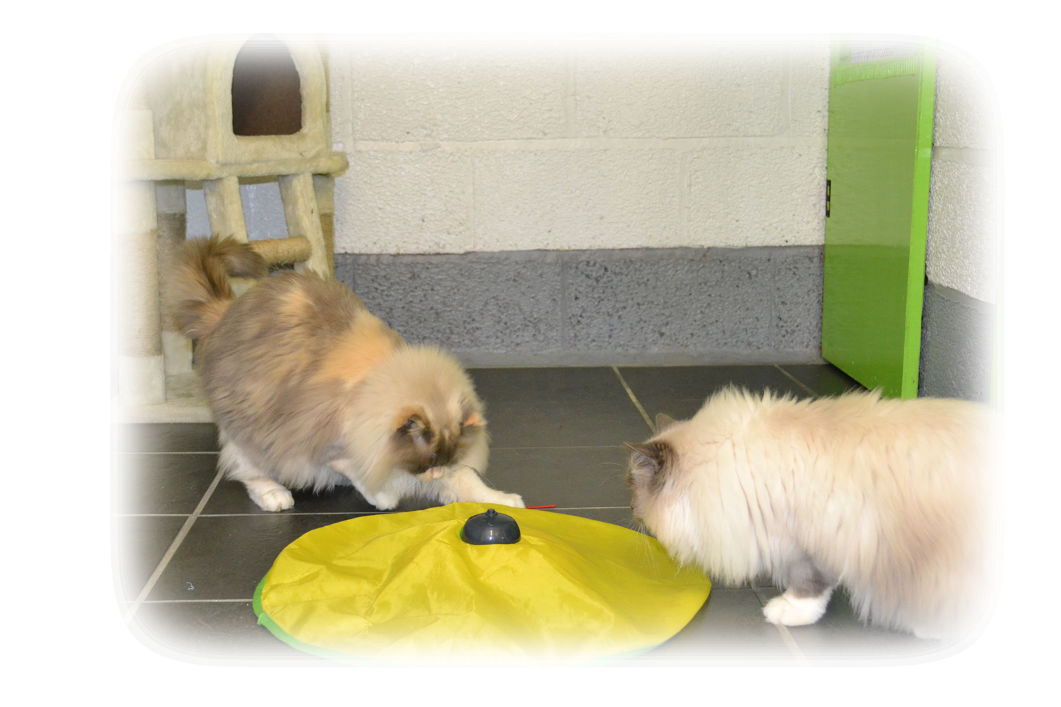 Home Appletree Cottage Cattery