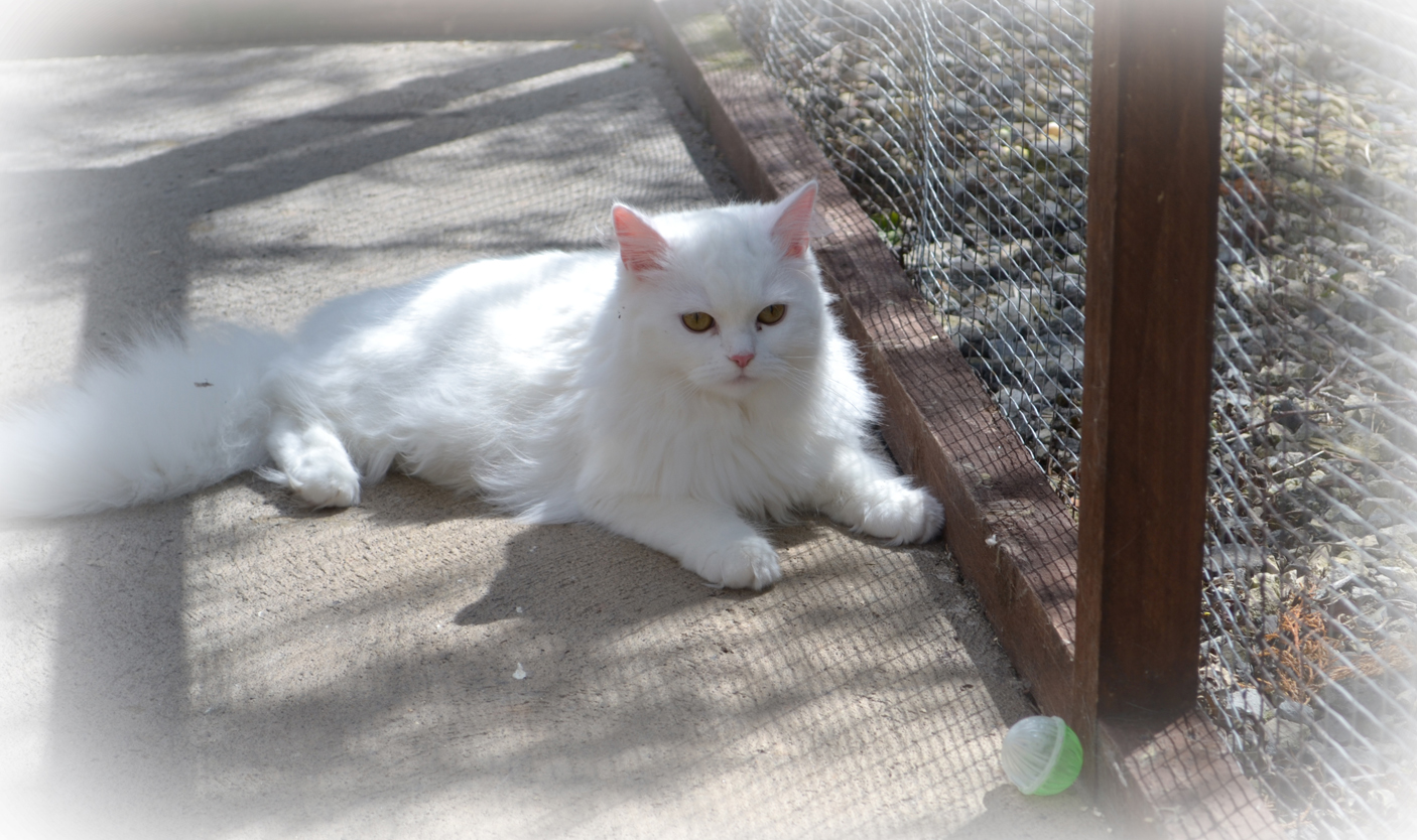 Home Appletree Cottage Cattery