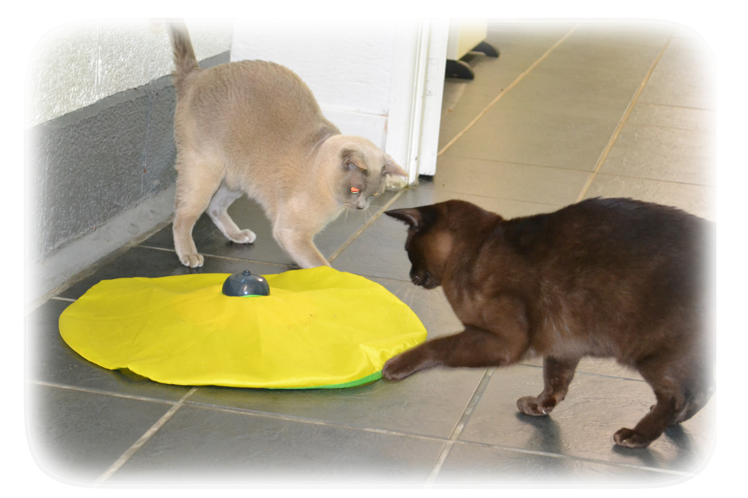 Home Appletree Cottage Cattery