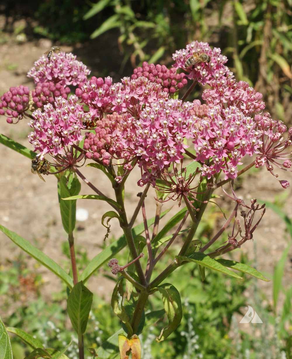 Swamp Milkweed (Asclepias incarnata) Applewood Seed Company