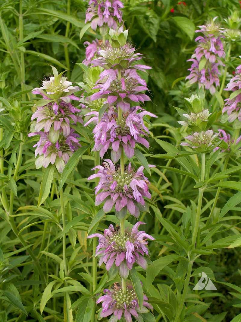 Lemon Mint (Monarda citriodora) Applewood Seed Company