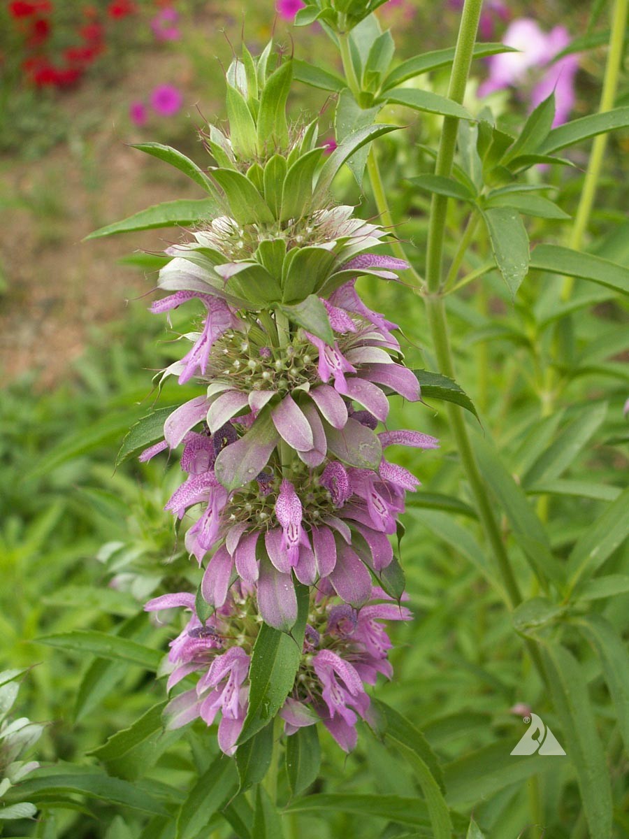 Lemon Mint (Monarda citriodora) Applewood Seed Company