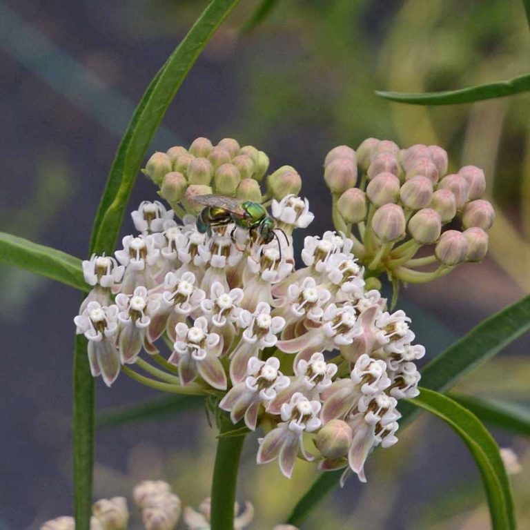 Narrow Leaved Milkweed (Asclepias fascicularis) Applewood Seed Co.
